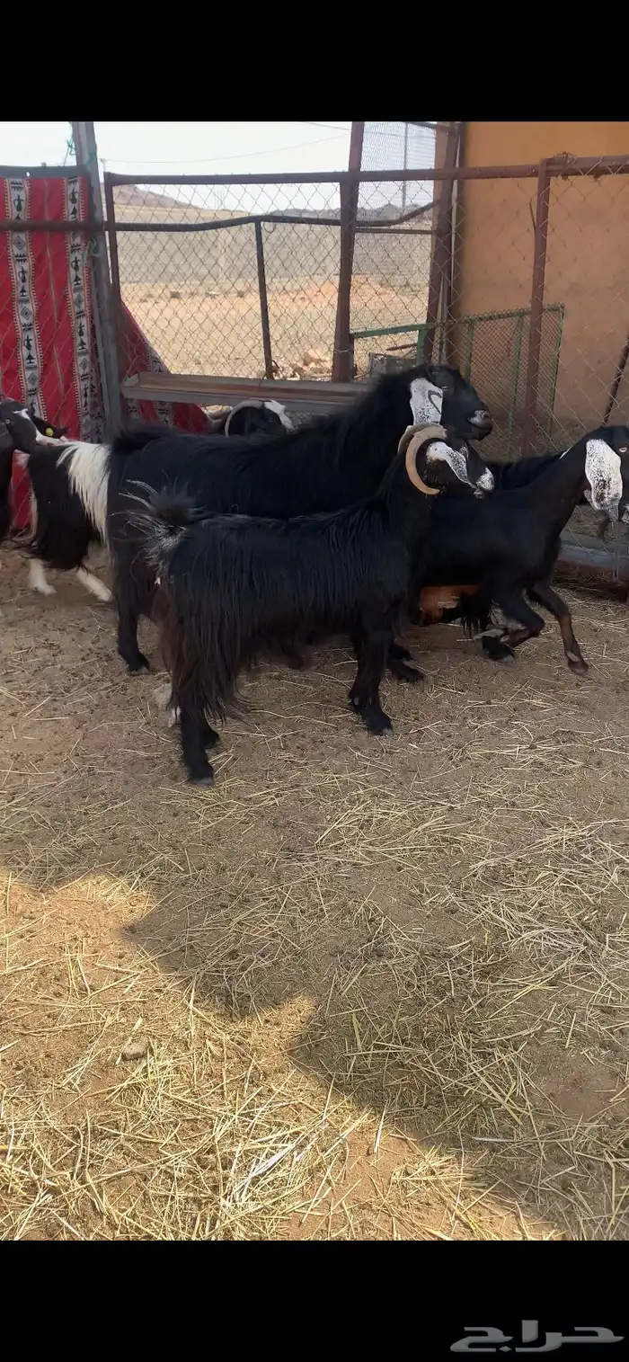 معزا صنف حصيب 7