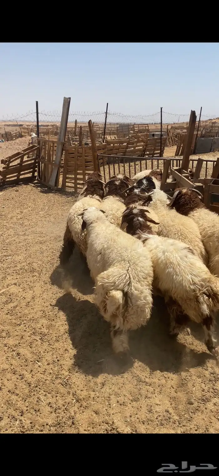 خرفان نعيم فاخر 6