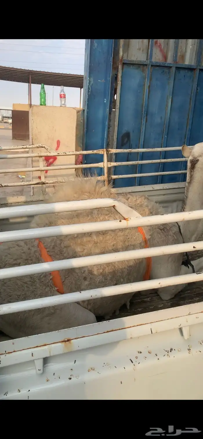 حوار لباني ذبح اليوم موجود بالملحمة الان 2