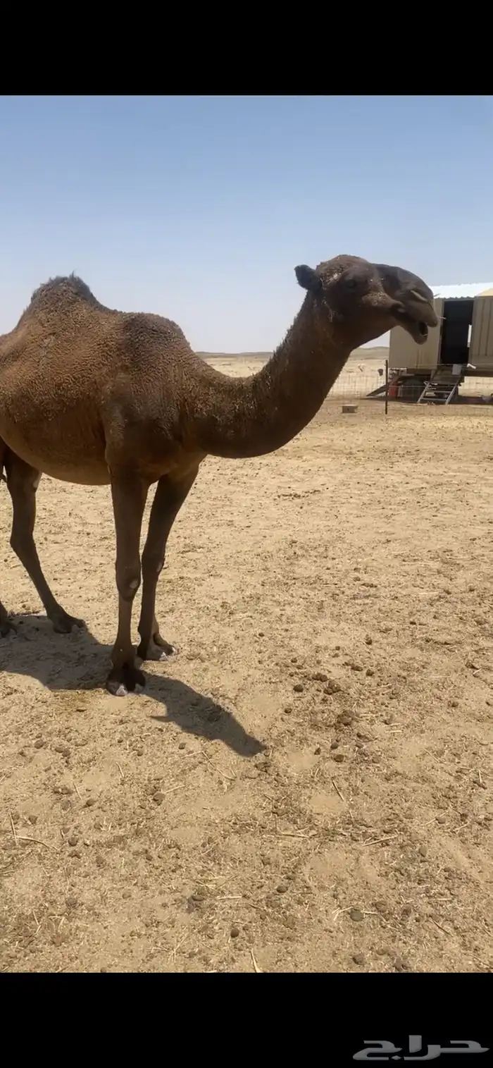 للبيع البكره 1