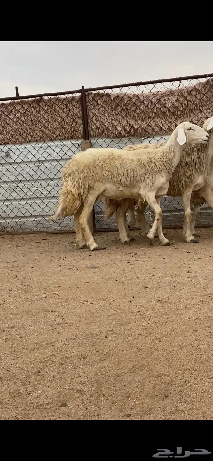 3 رخال صنف الصنف دفيع 3
