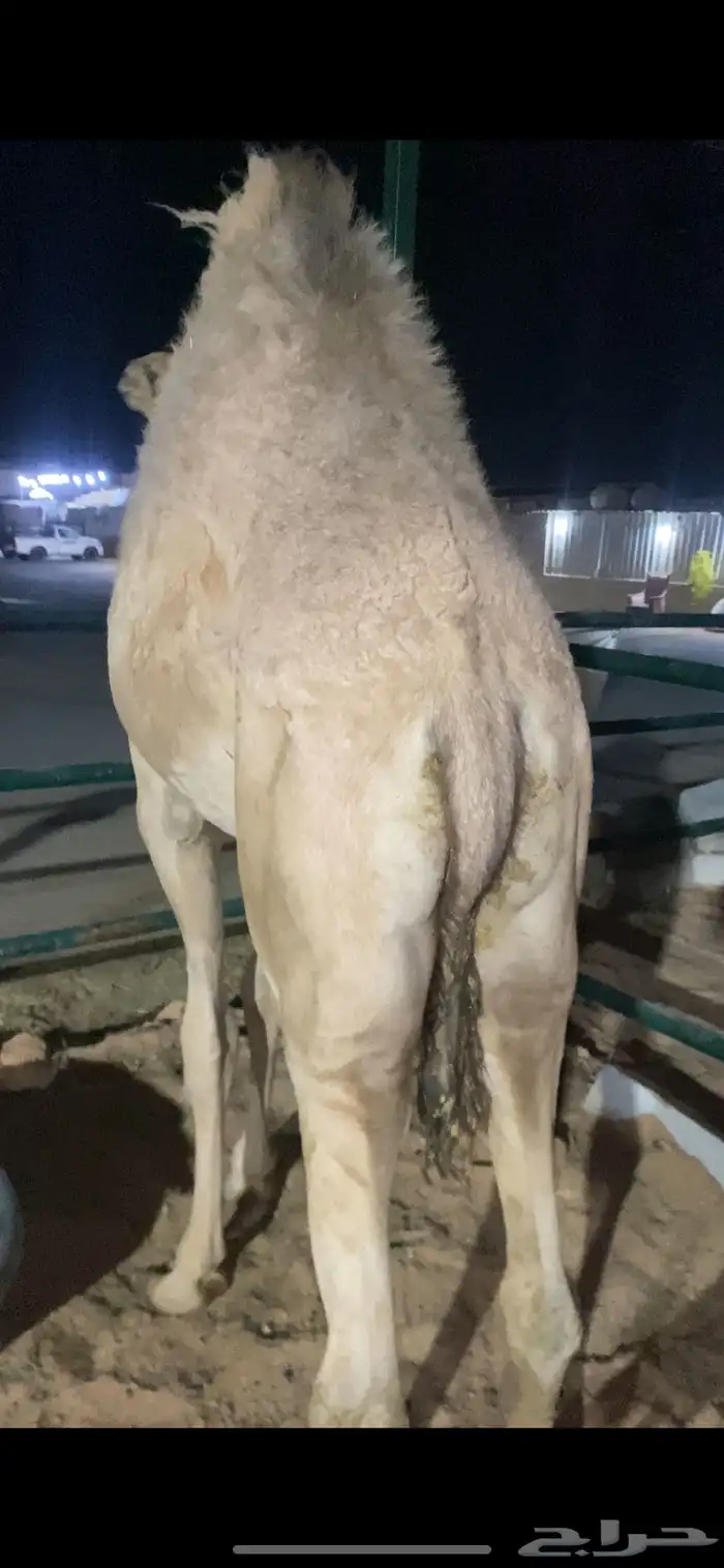 قعود فاخر 1