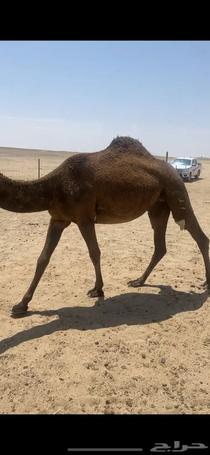 للبيع البكره 0
