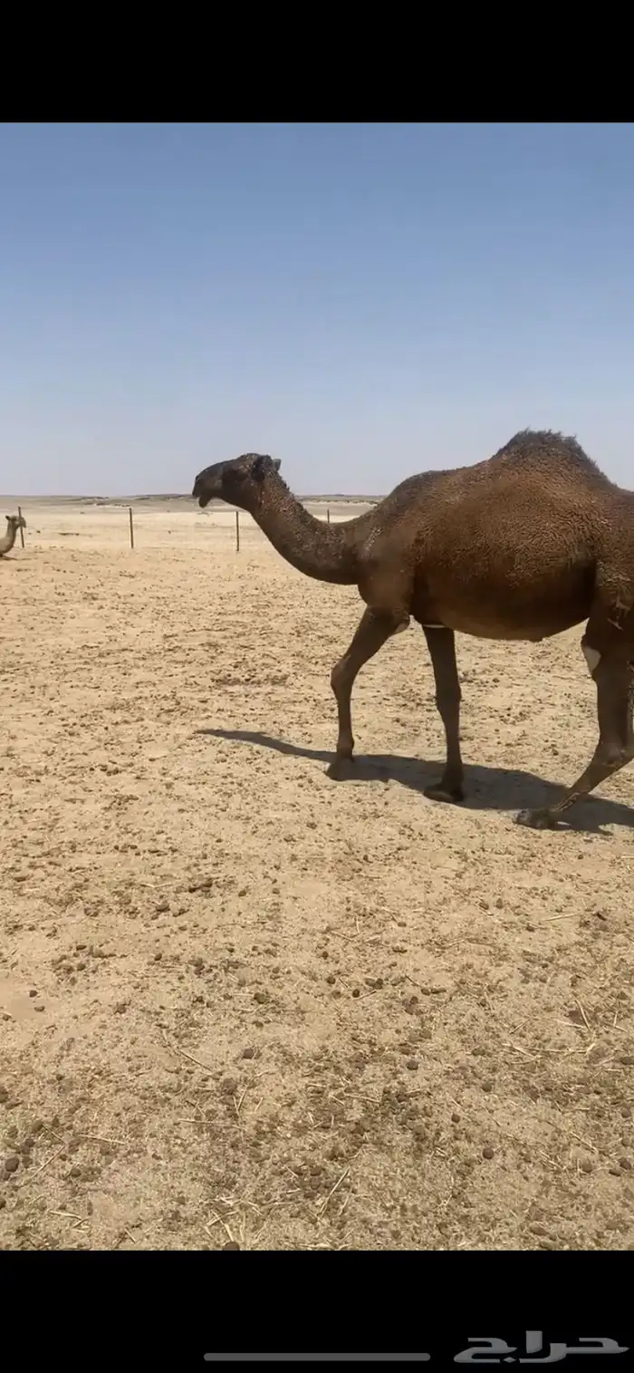 للبيع البكره 2