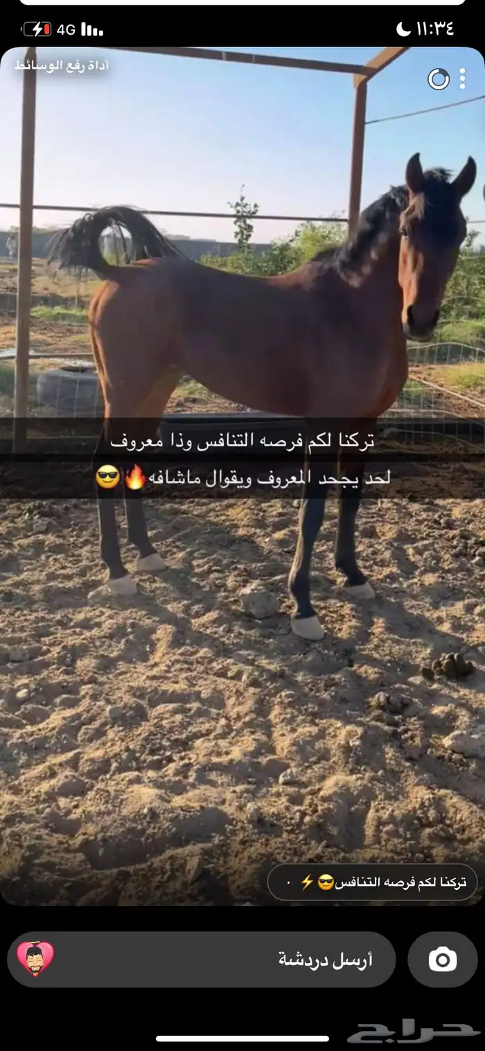 حصان 2