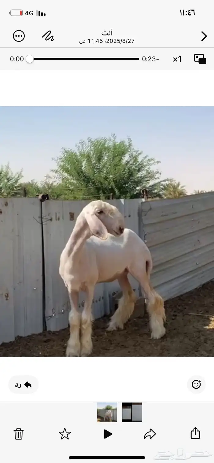 رخل 5 شهور عيسيه 1