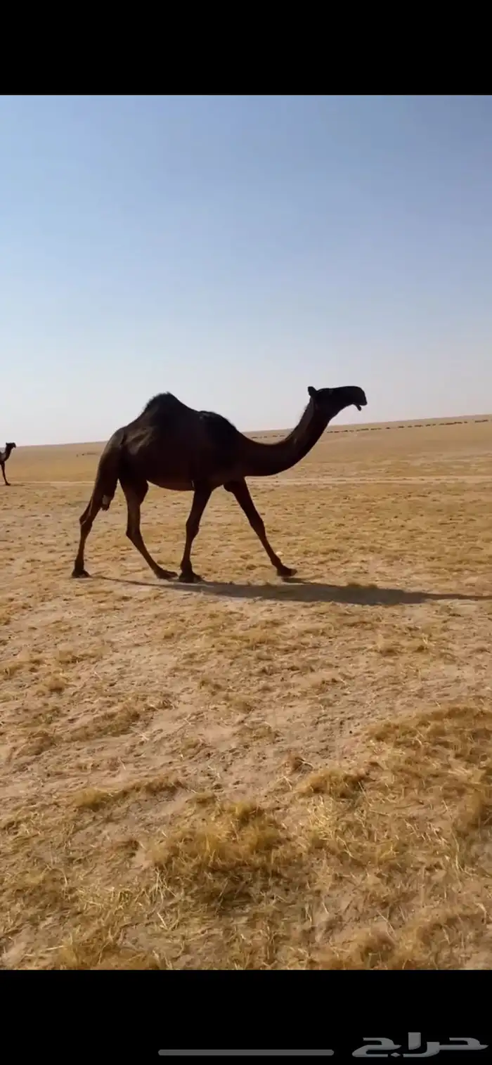 حقه على حكمان كفوا 0