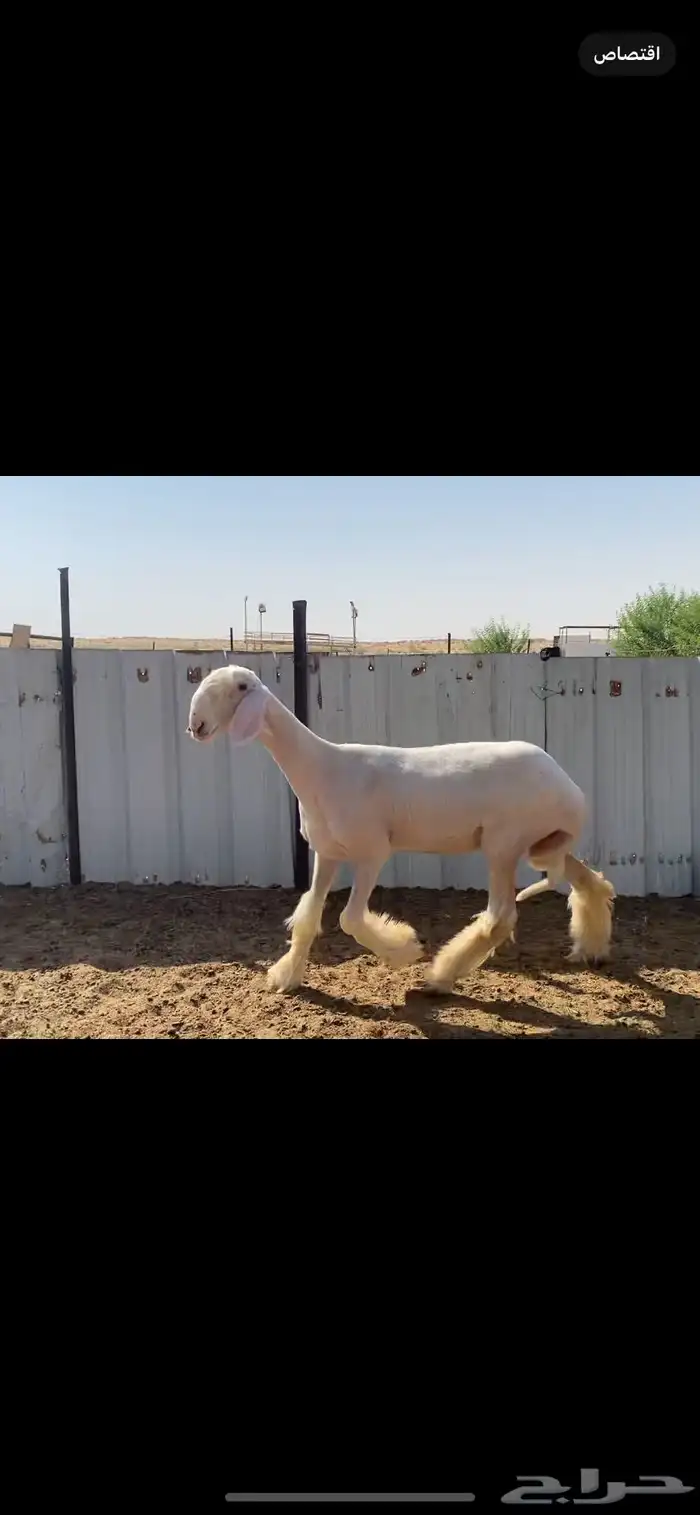 رخل 5 شهور عيسيه 2