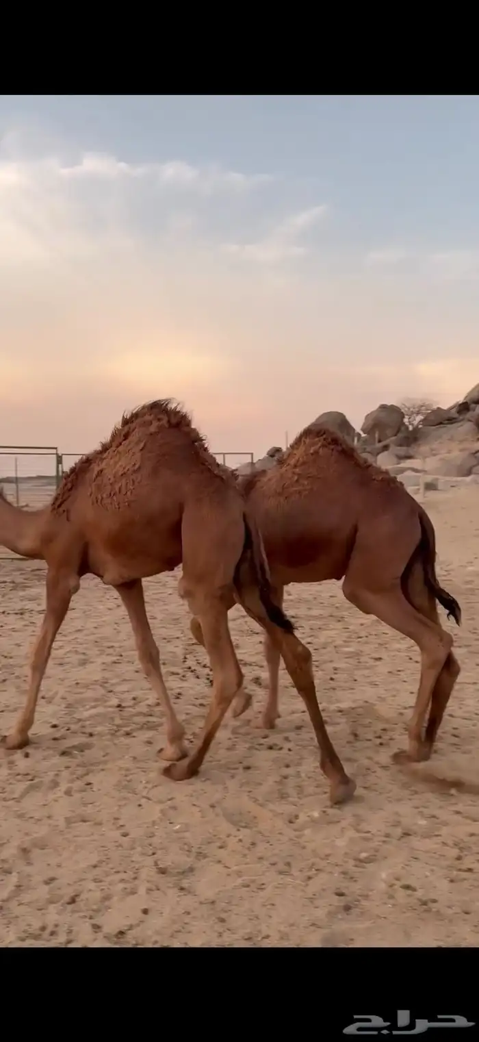 قعدان حمر سواحل مشاريع فحول 2