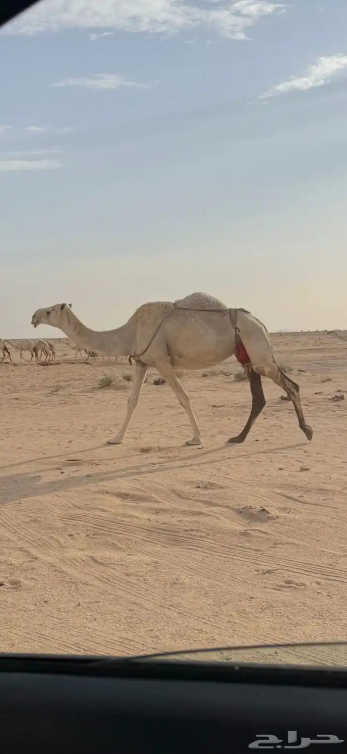 ناقه نصرف طيبه نظيفه غيثيه اصلها تحتها بكره وقعود اثنين 0