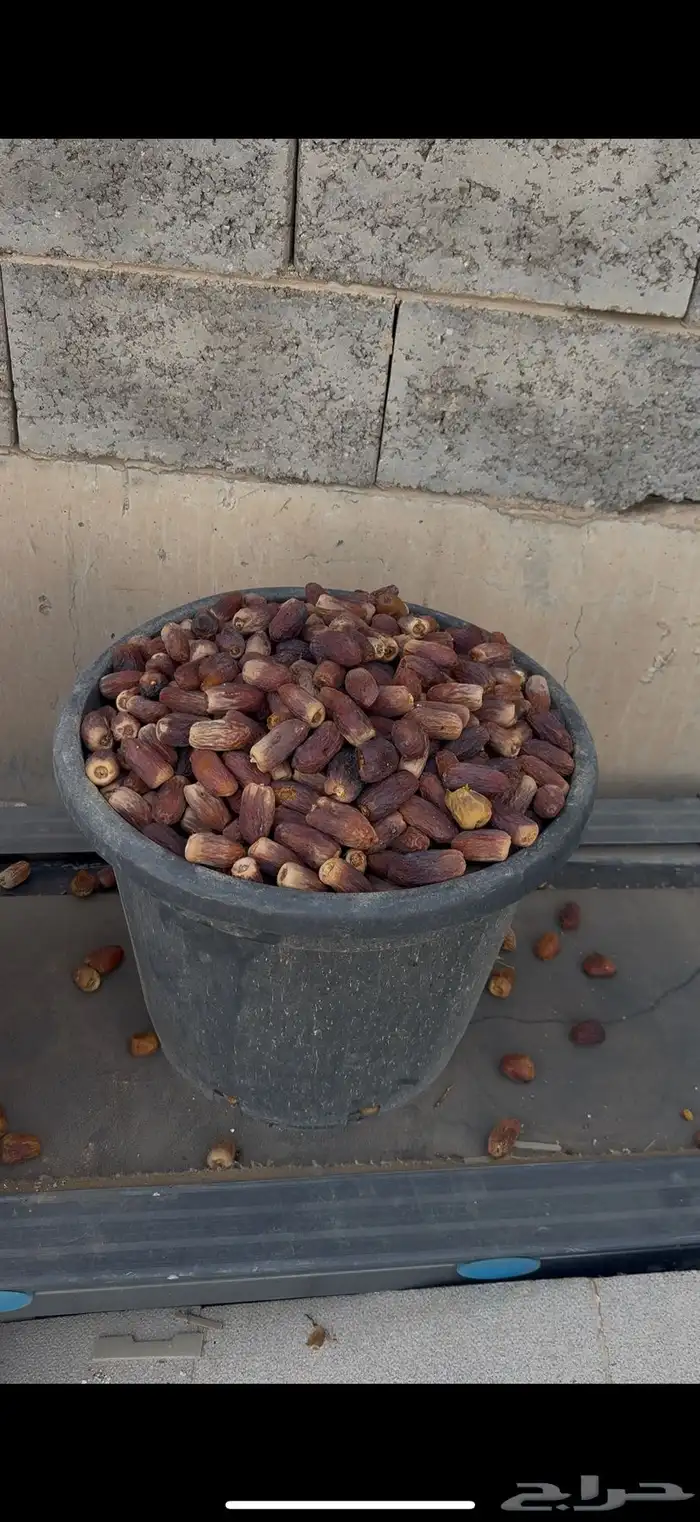 تمر علف 2