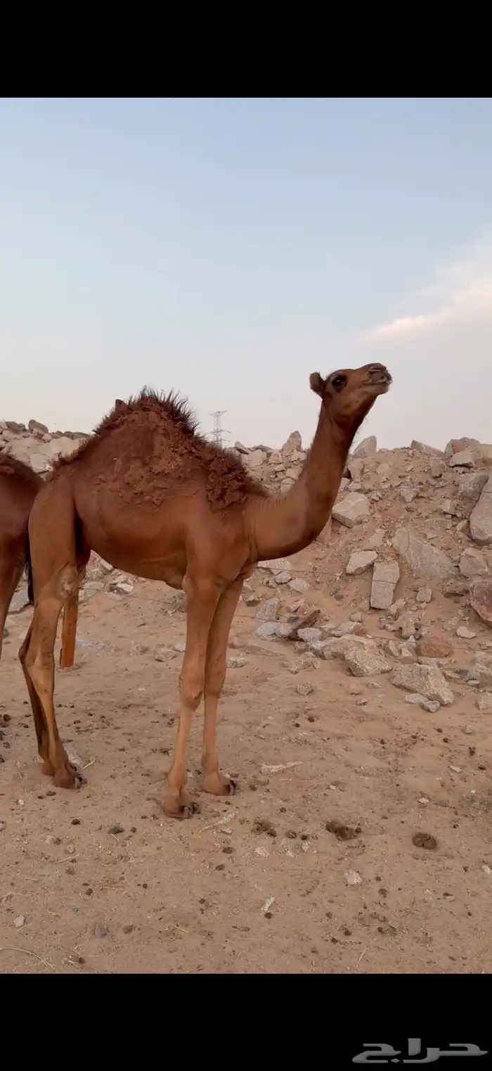 قعدان حمر سواحل مشاريع فحول 0