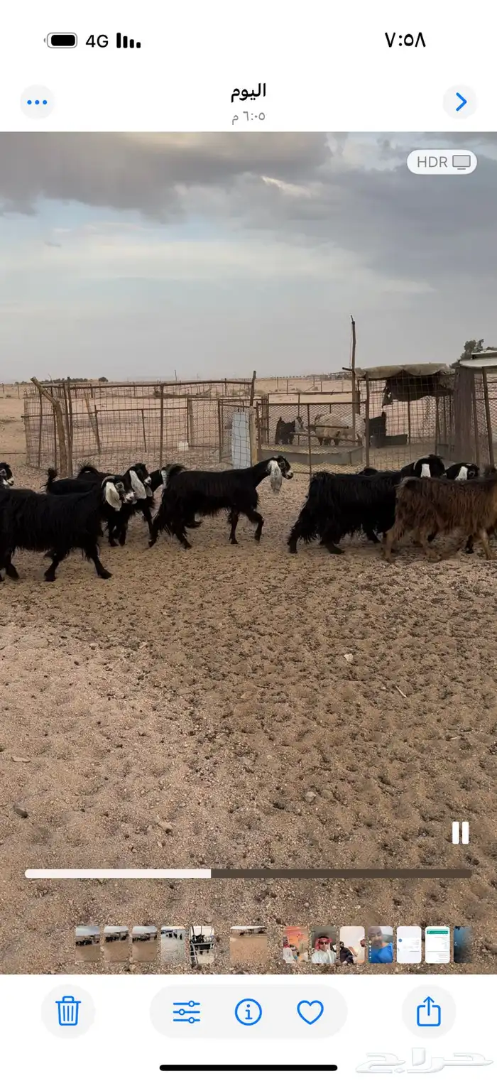 معزاء طيبه 0