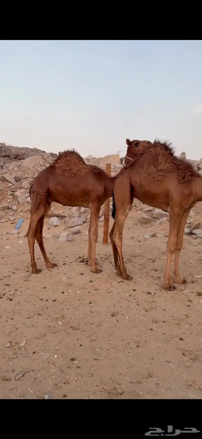 قعدان حمر سواحل مشاريع فحول 1