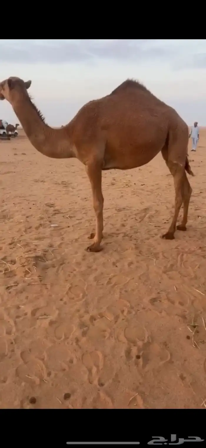 للبيع بكره قصب 0