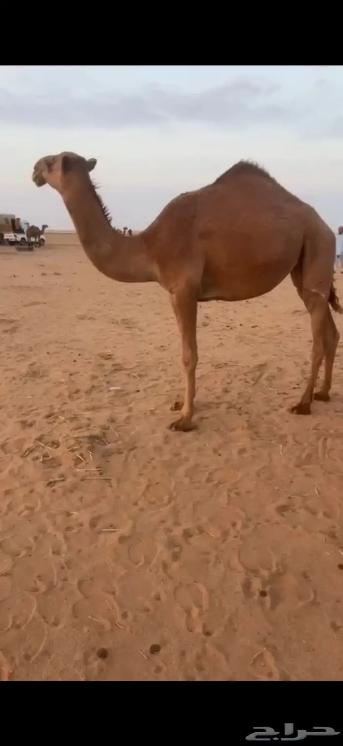 للبيع بكره قصب 2