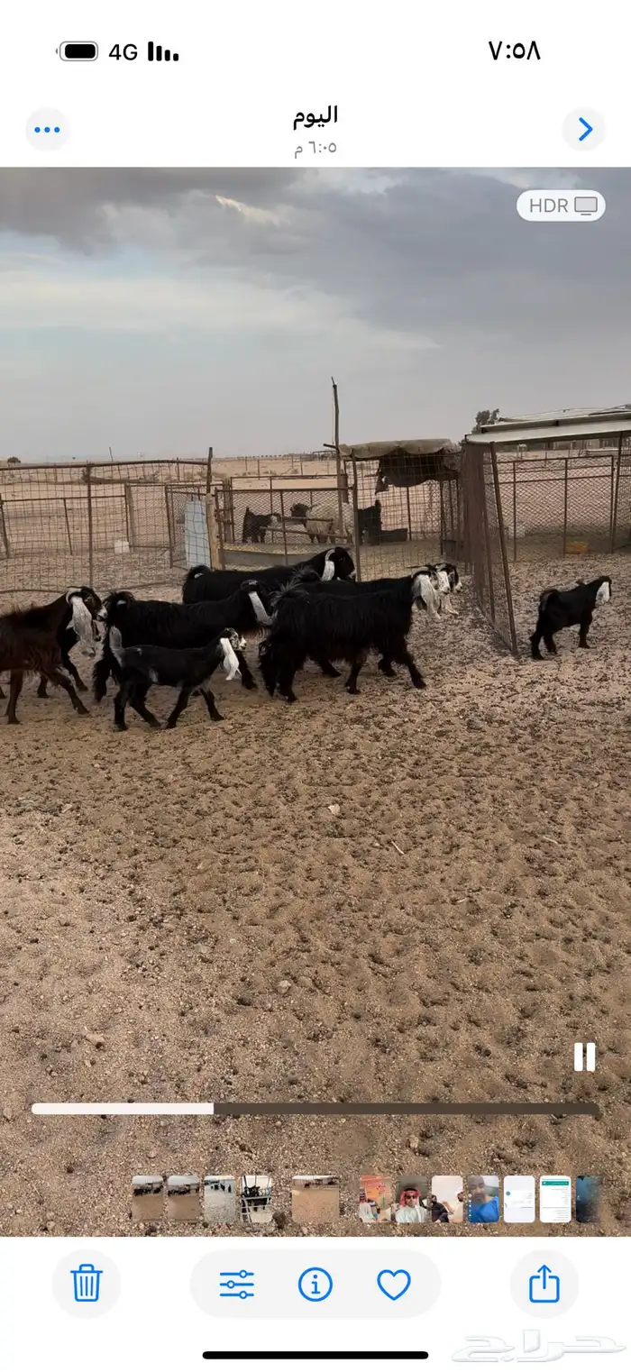 معزاء طيبه 1