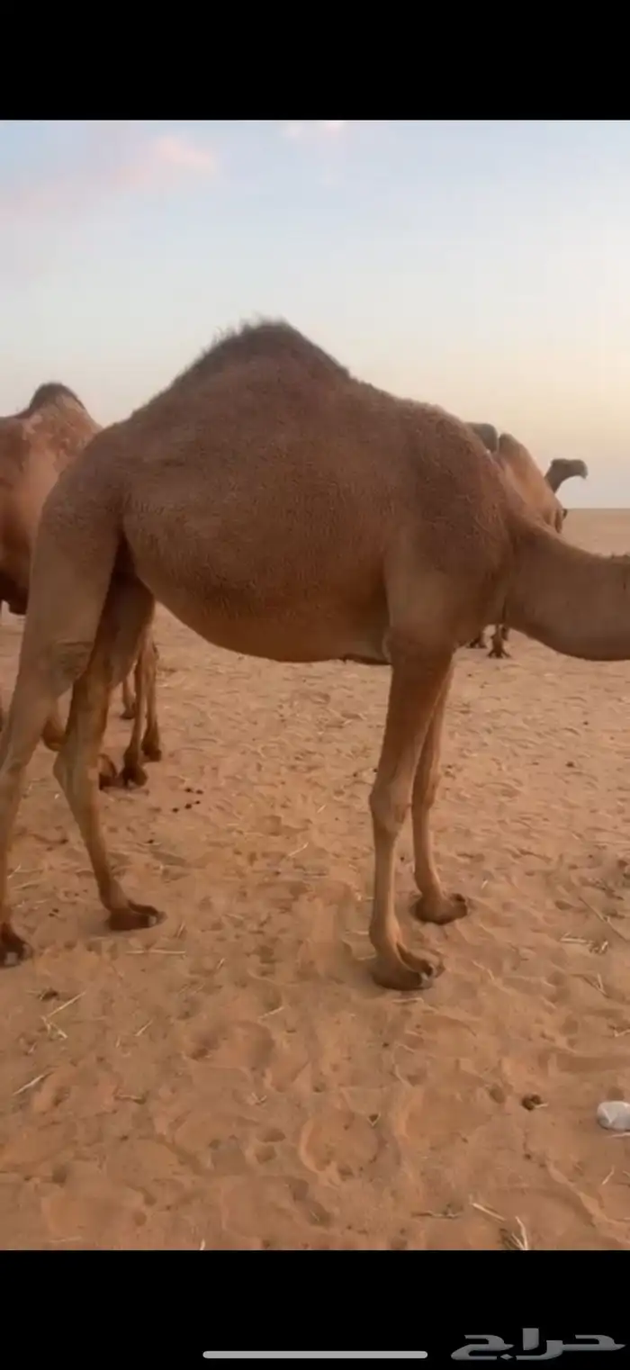 للبيع بكره قصب 1