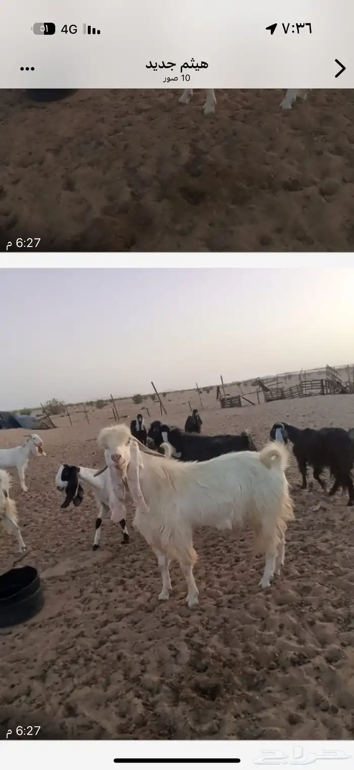 تيس مهجن 3