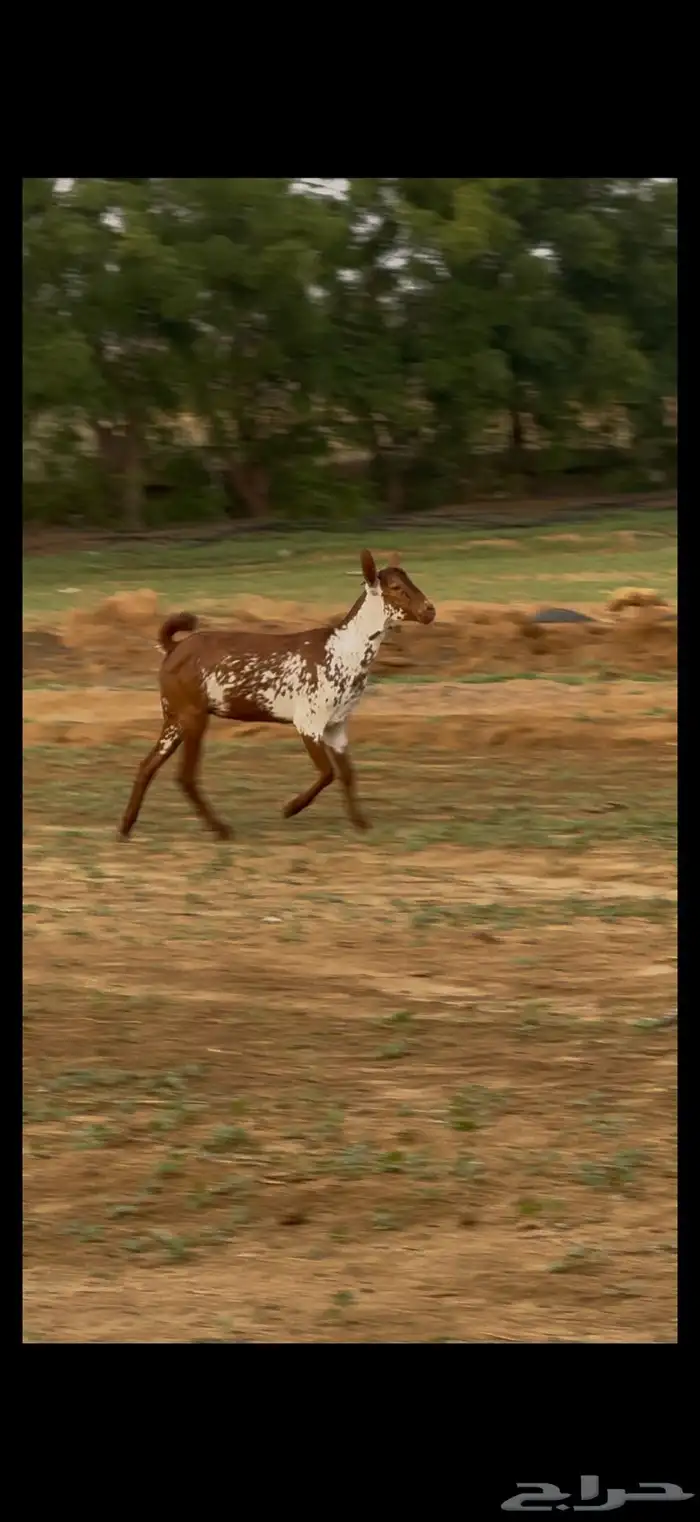 جفره وشحا 0