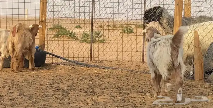 جفار جفرات مصريات بيور 2