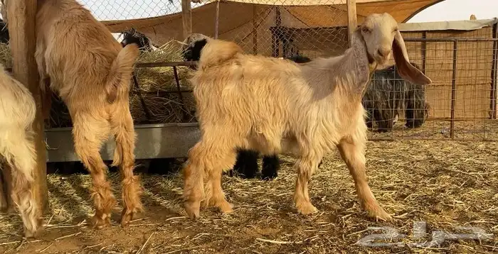 جفار جفرات مصريات بيور 4