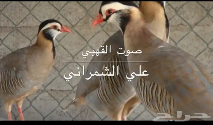 قهبي او حجل 0