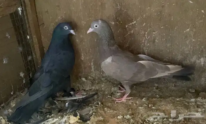 حمام قطايف اجواز 8