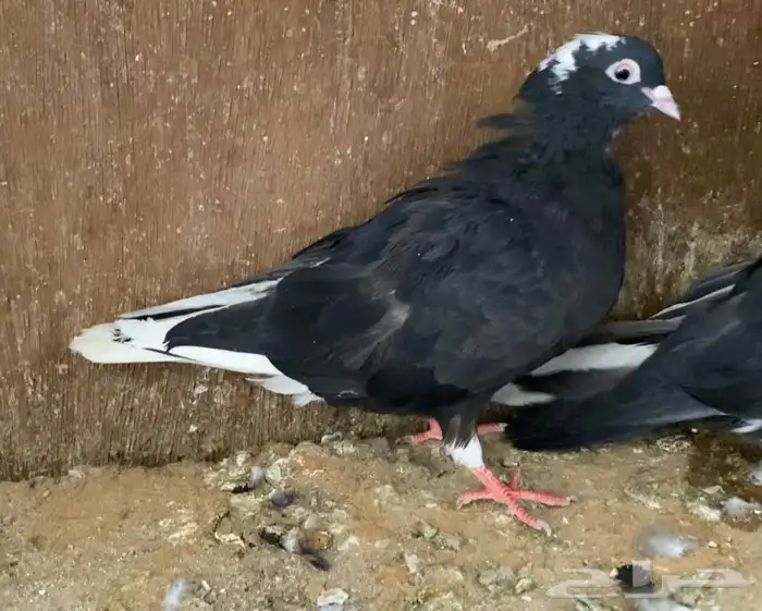 حمام قطايف اجواز 12