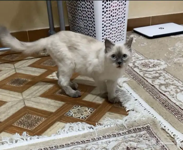 قطه ضايعه الي يلقها يتواصل معنا 2