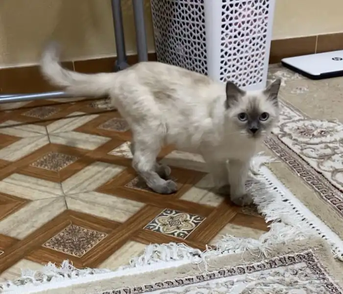 قطه ضايعه الي يلقها يتواصل معنا 0