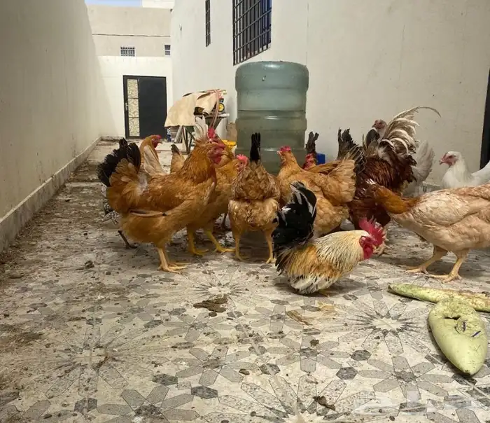 دجاج للبيع تركي وفرنسي الديكه لوهمان 2