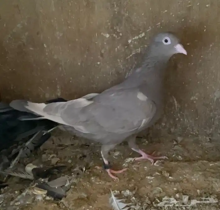 حمام قطايف اجواز 2