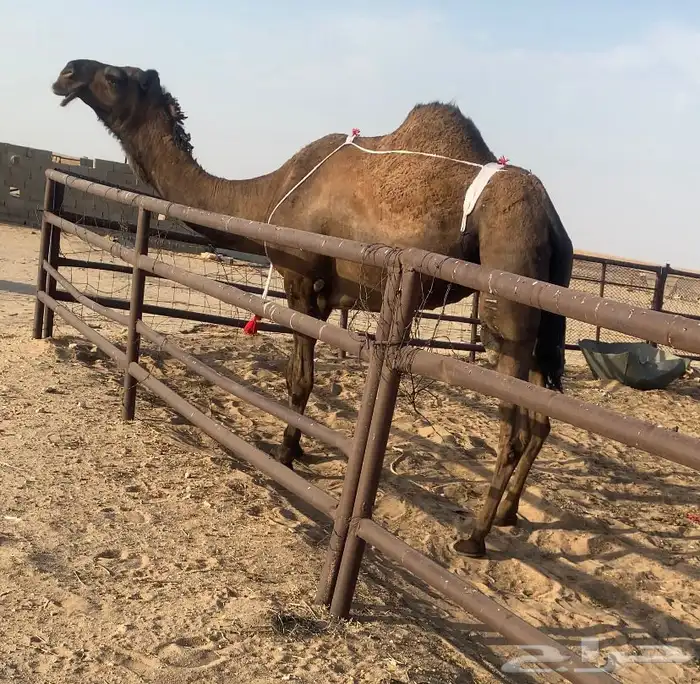 خفوت صفرا 0