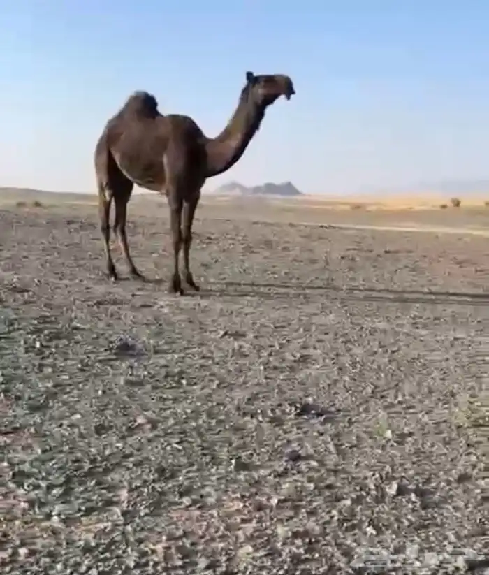 قعود كفو و للبيع المرق الوادي 0