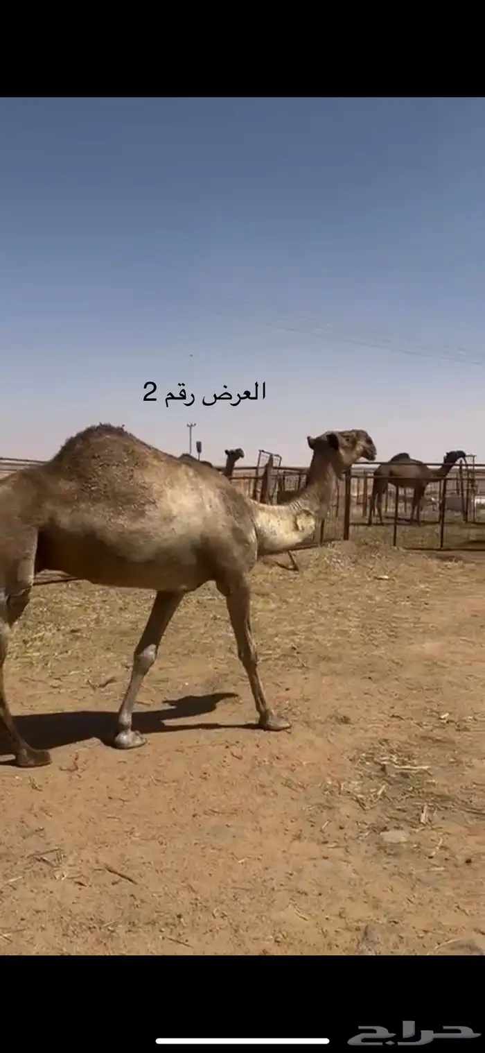 نياق صفر 3