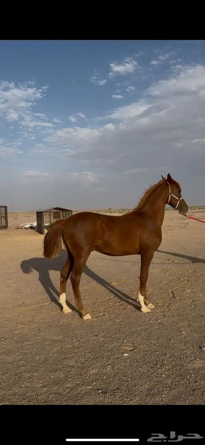 حصان 4