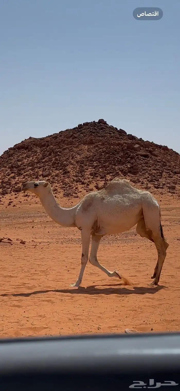 بكره باتليه حيسونيه 1