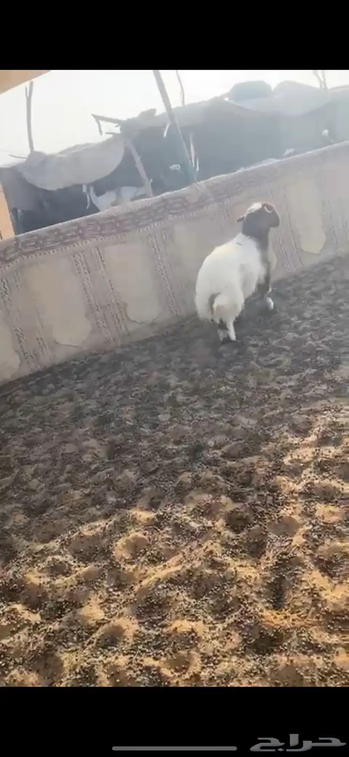 هرفي نعيمي 3