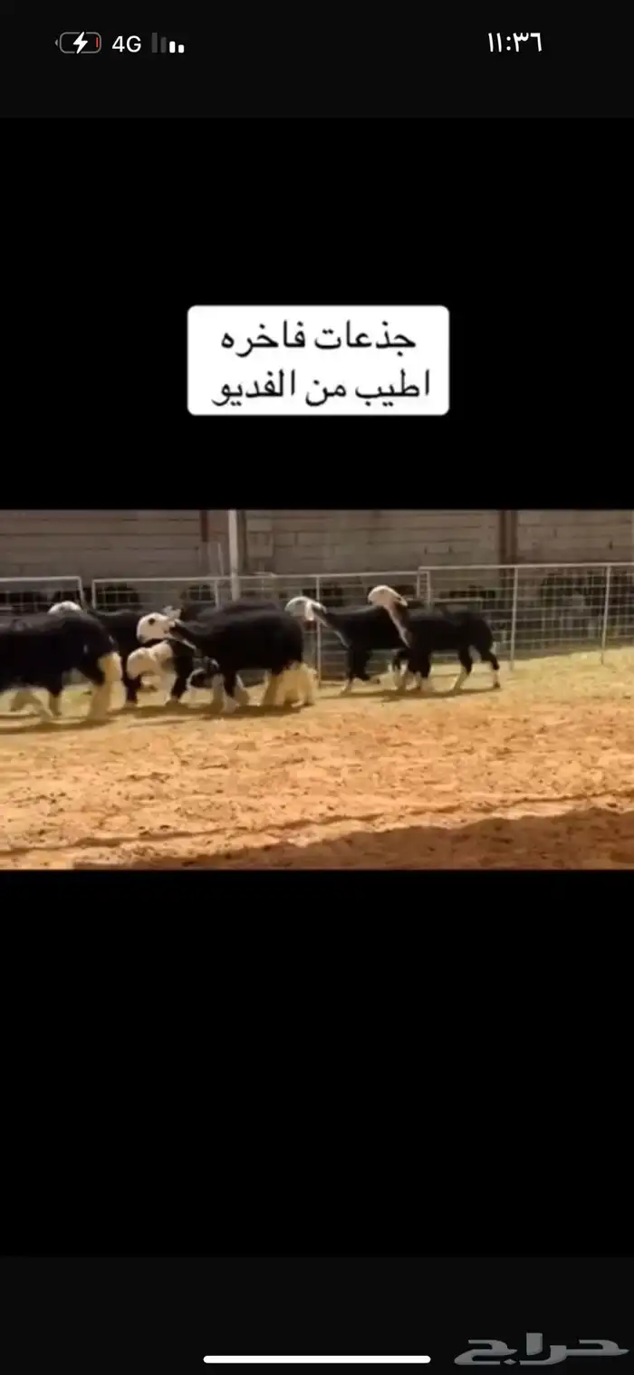 عرض بيع رخال جذعات 1