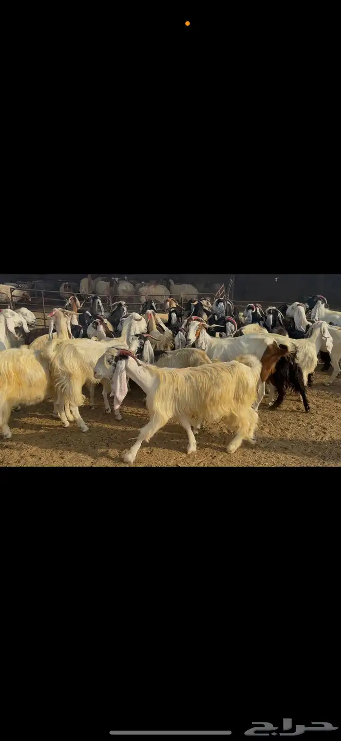 معزا مراح فاخره . 0