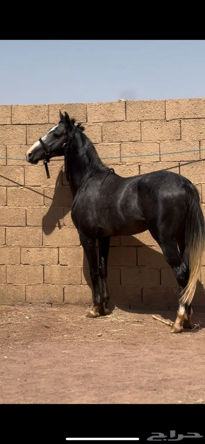 مهر شعبي معسوف 0