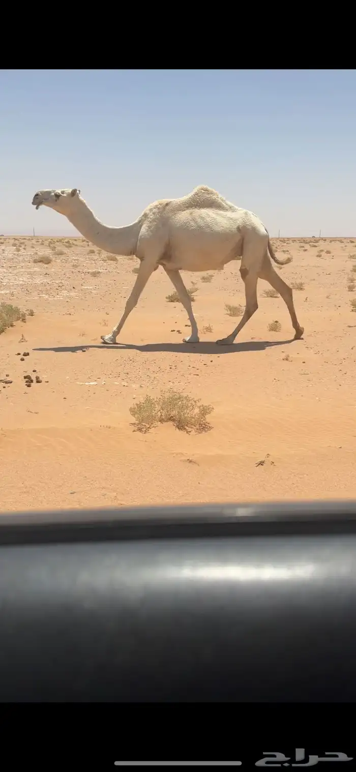 خفوت ضروبه ثنيه 1