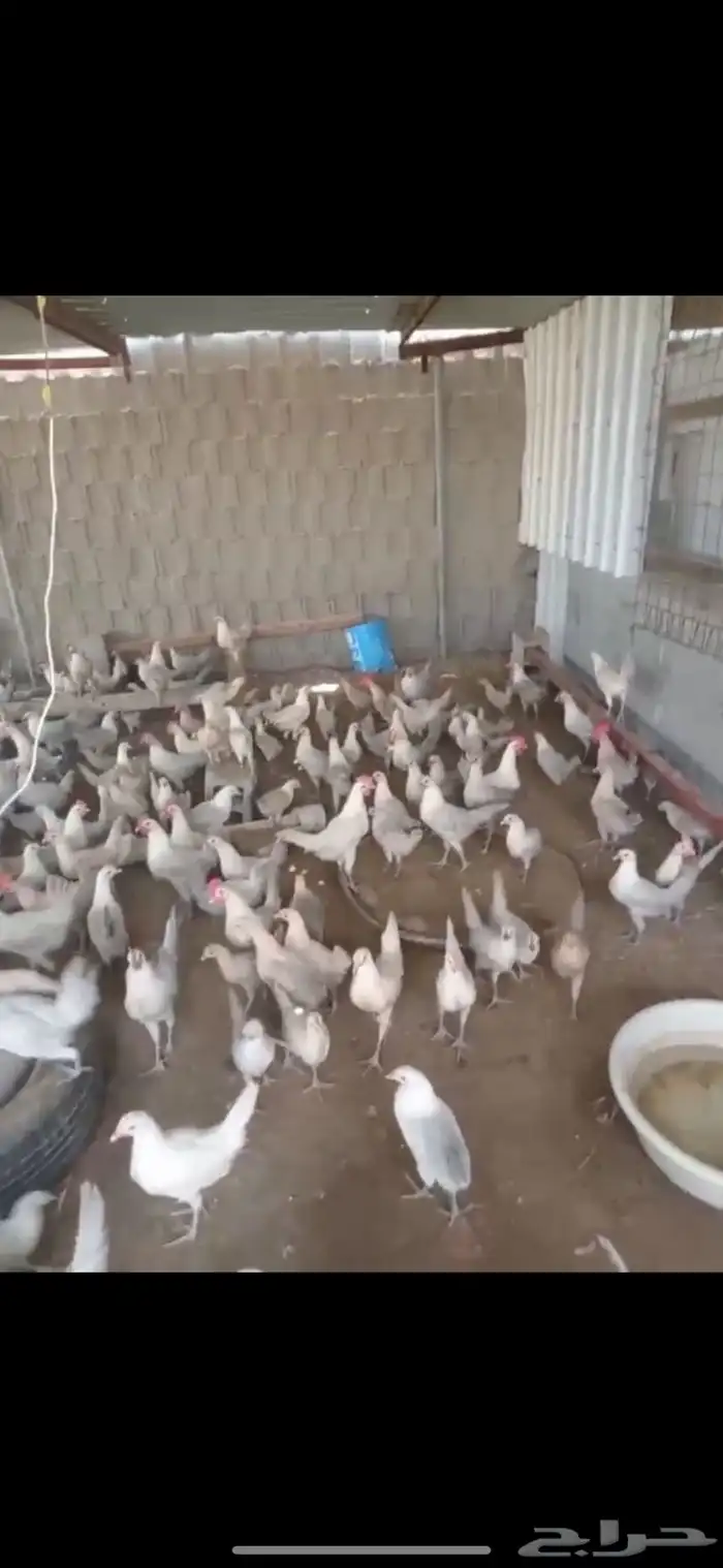 يوجد دجاج ودياكه 1