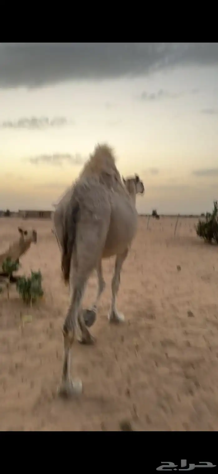 ناقة ضروبه باتليه 4