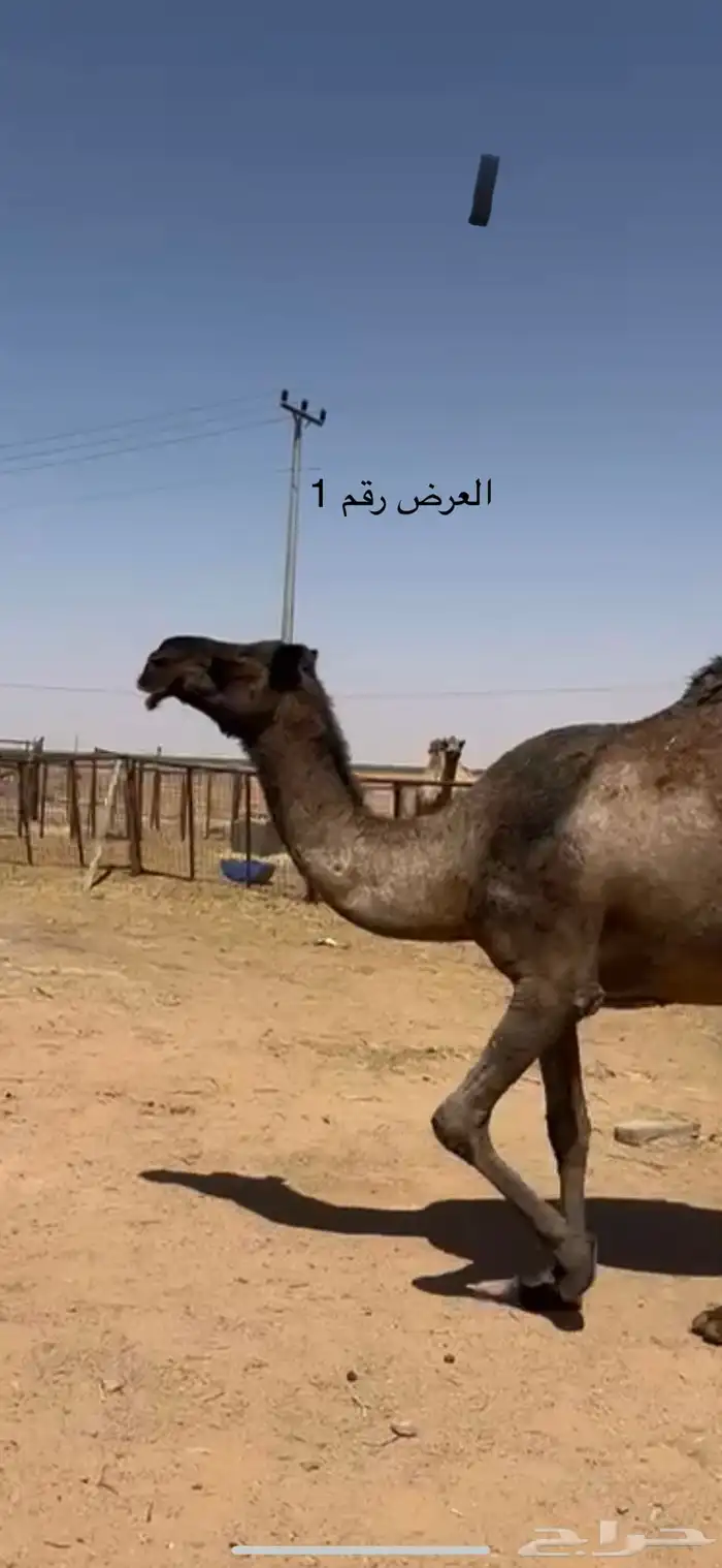 نياق صفر 1