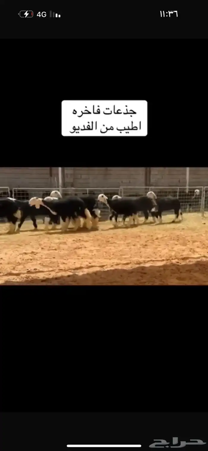 عرض بيع رخال جذعات 2