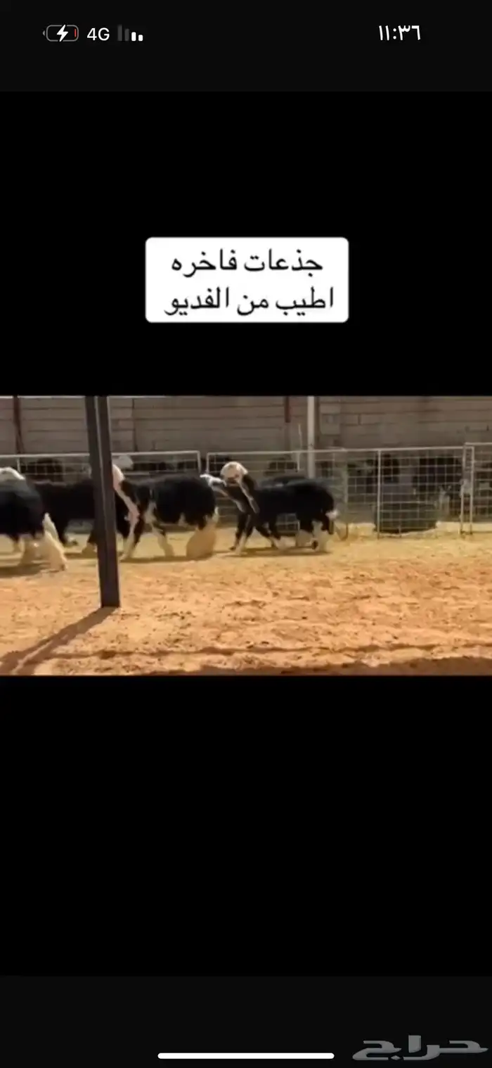 عرض بيع رخال جذعات 0