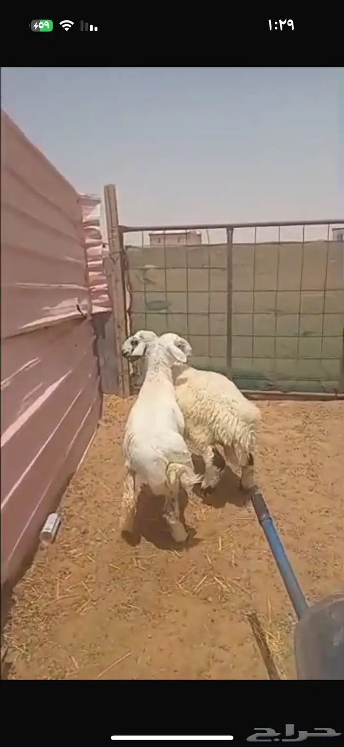 ذبايح حري خرفان 0