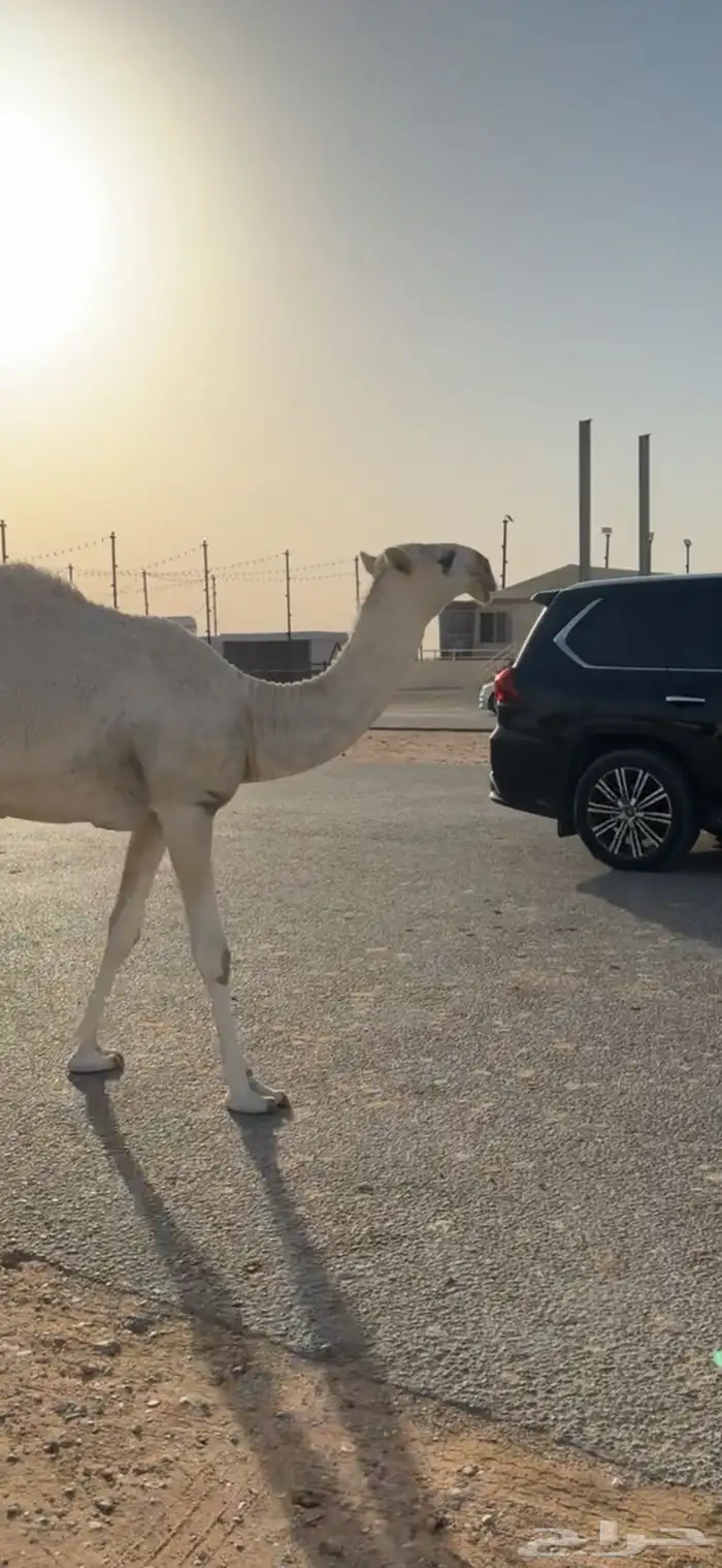 تم البيييععع بكره حيسونيه 3